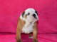 Donnes chiot bulldog anglais femelle et m&acirc;le vaccin&eacute;e