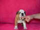 Donnes chiot bulldog anglais femelle et m&acirc;le vaccin&eacute;e