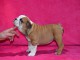 Donnes chiot bulldog anglais femelle et m&acirc;le vaccin&eacute;e