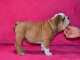 Donnes chiot bulldog anglais femelle et m&acirc;le vaccin&eacute;e