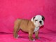 Donnes chiot bulldog anglais femelle et m&acirc;le vaccin&eacute;e