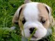 Donnes chiot bulldog anglais femelle et m&acirc;le vaccin&eacute;e