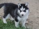 A donn&eacute; chiot sib&eacute;rien husky au yeux bleu