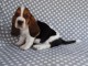 Donne chiot basset hound femelle Joueuse, c&acirc;line