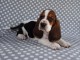 Donne chiot basset hound femelle Joueuse, c&acirc;line