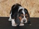 Donne chiot basset hound femelle Joueuse, c&acirc;line
