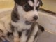 magnifiques Chiots Husky Sib&eacute;rien LOF 1 m&acirc;le et femelles