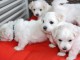 Donne chiot type chiot Coton de Tul&eacute;ar