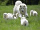 Magnifiques Chiots Samoy&egrave;de Pure Race
