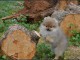 Disponible de suite une femelle chiots Spitz Nain allemand