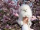 Chiot spitz nain femelle a donner