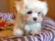 Donner chiot bichon maltais femelle non lof
