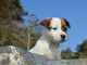 Chiots jack russel m&acirc;les et femelles non lof