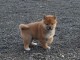 Donation Chiots shiba inu m&acirc;le et femelle