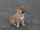 Chiots Shiba inu une port&eacute;e de 5 chiots, 3 petites femelles et 1 