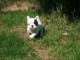 &agrave; donner magnifique chiot bouledogue fran&ccedil;ais
