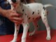 A Donner Superbe Chiots Dalmatien  &acirc;ge de 3 mois