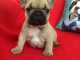 &Agrave; donner chiot bouledogue fran&ccedil;ais femelle rouge fauve