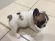 &Agrave; donner chiot bouledogue fran&ccedil;ais femelle rouge fauve