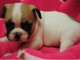 &Agrave; donner chiot bouledogue fran&ccedil;ais femelle rouge fauve