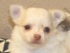 Je c&egrave;des chiot chihuahua femelle creme