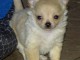 Je c&egrave;des chiot chihuahua femelle creme