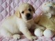 Chiots golden retriever femelle & m&acirc;le  6 chiots a donner