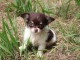 Magnifiques b&eacute;b&eacute;s chihuahua non LOF sur une port&eacute;e de 4 chiots