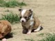 Donner chiot b&eacute;b&eacute;s chihuahua femelle