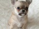Donner chiot b&eacute;b&eacute;s chihuahua femelle