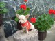 Jolie petite chihuahua femelle &agrave; donner