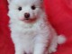 Donne jolie chiot spitz nain pom&eacute;ranien