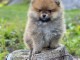 Chiot spitz nain pom&eacute;ranien femelle non lof pr&ecirc;te &agrave; partir