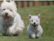 Adorables Chiots Westie Pure Race