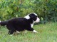 chiots Border collie lof a donner