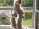 Nous vous proposons 4 magnifiques chatons sacr&eacute;s de Birmanie