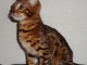 Particulier Vends chaton bengal (femelle) ag&eacute;e de 2 mois