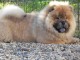 Charmantes chiots chow chow tr&egrave;s bonne pour la vie