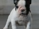 Chiot bouledogue fran&ccedil;ais couleur particuliere