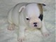 Chiot bouledogue fran&ccedil;ais couleur particuliere