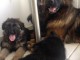 chiots berger allemand Poil Long