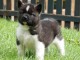 chiot Akita Am&eacute;ricain lof a donner