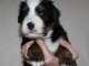 chiot bouvier bernois LOF a donner
