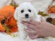 Je donne magnifiques chiot femelle bichon fris&eacute;