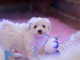 Je donne magnifiques chiot femelle bichon fris&eacute;