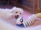 Je donne magnifiques chiot femelle bichon fris&eacute;