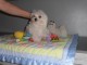 Excellent chiot femelle bichon fris&eacute; 3 mois a donner
