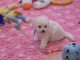 Excellent chiot femelle bichon fris&eacute; 3 mois a donner