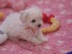 A donner superbe chiot femelle bichon fris&eacute;