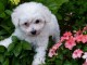 A donner superbe chiot femelle bichon fris&eacute;
